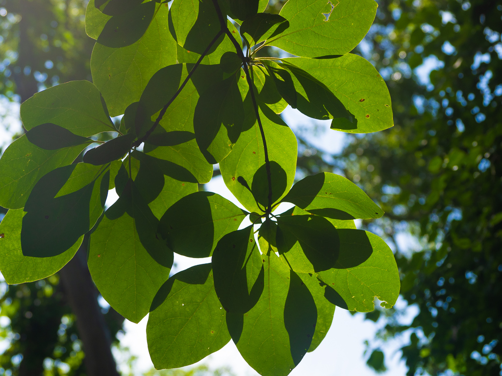 Sassafras Tree