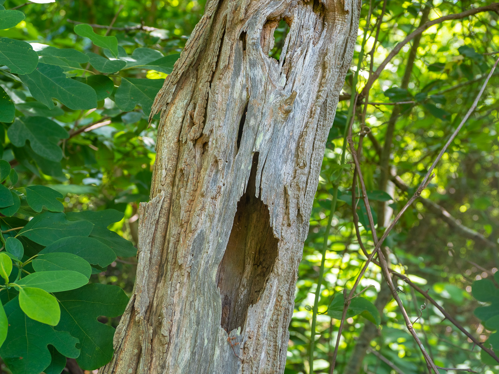 Hole in tree