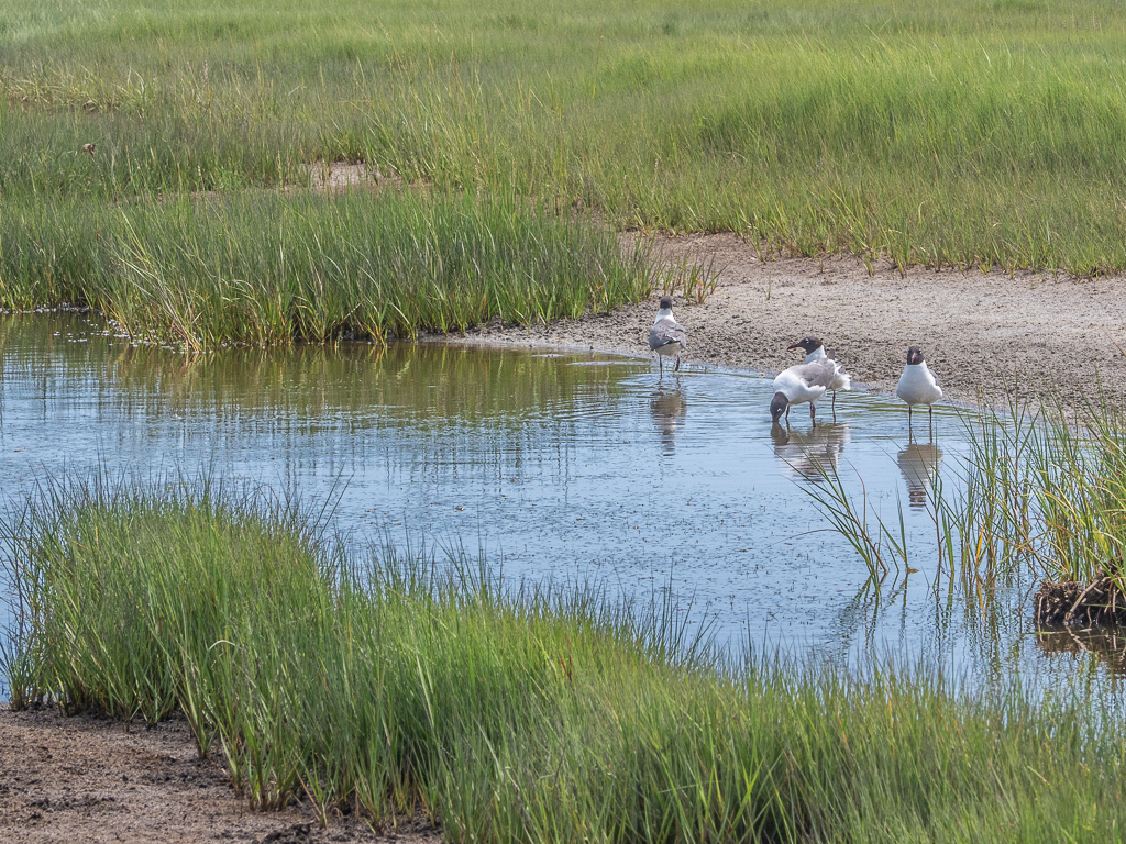 Birds