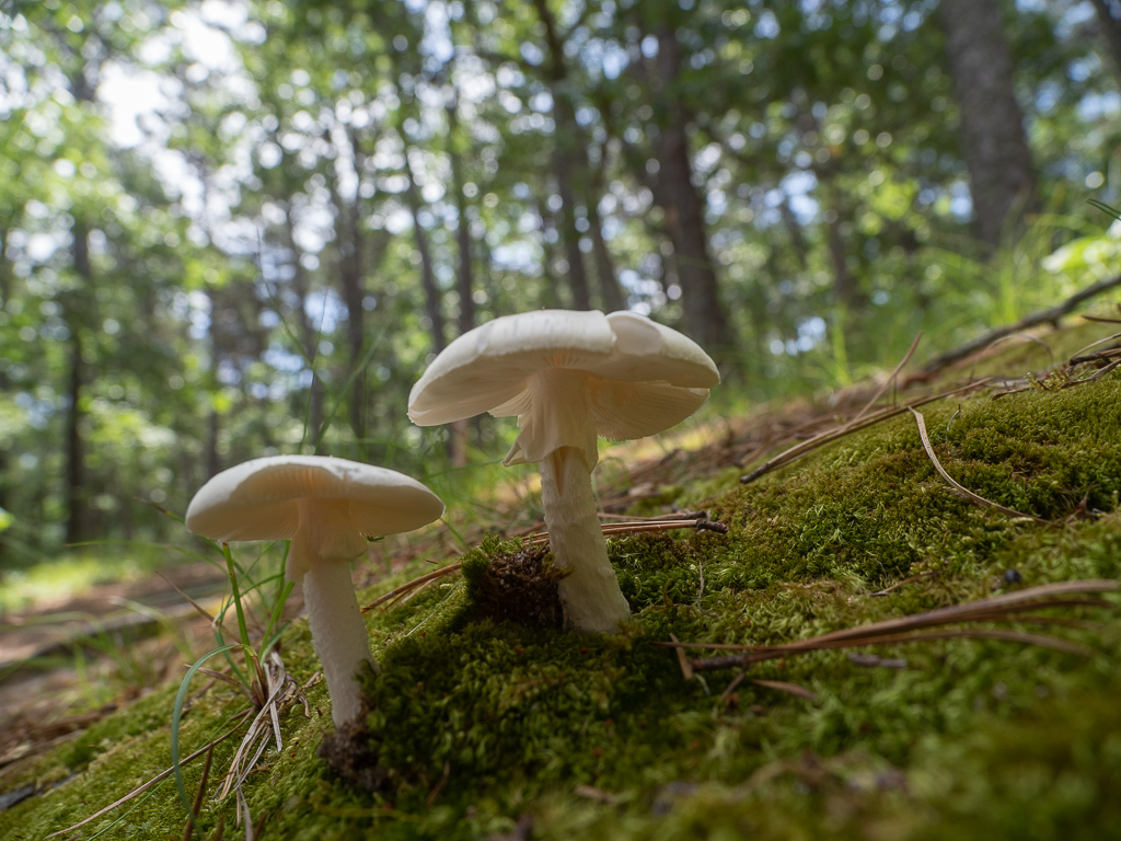 Mushrooms