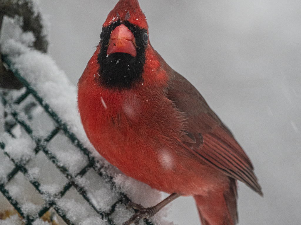 Northern Cardinal