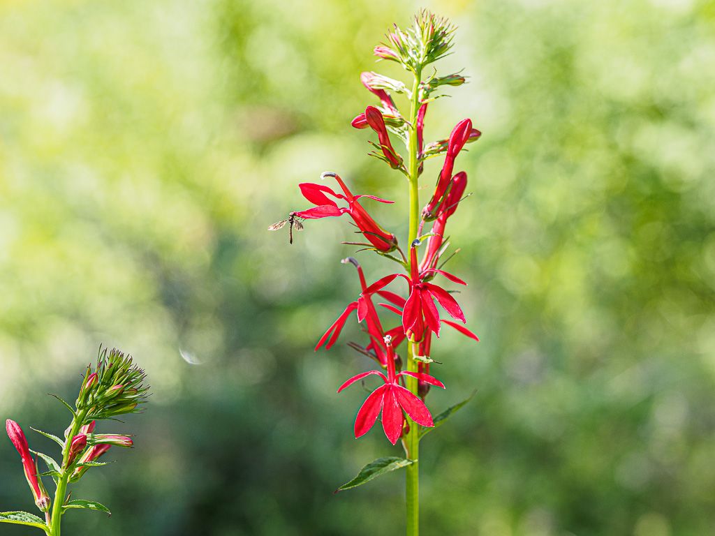 Cardinal Flower