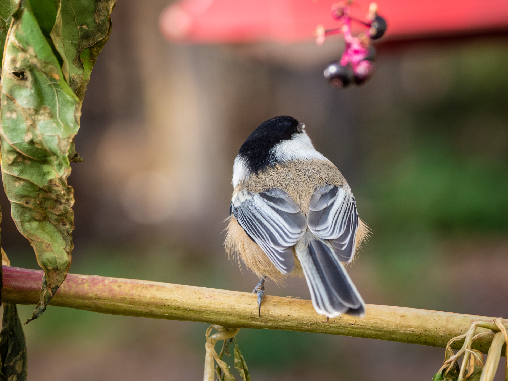Chickadee