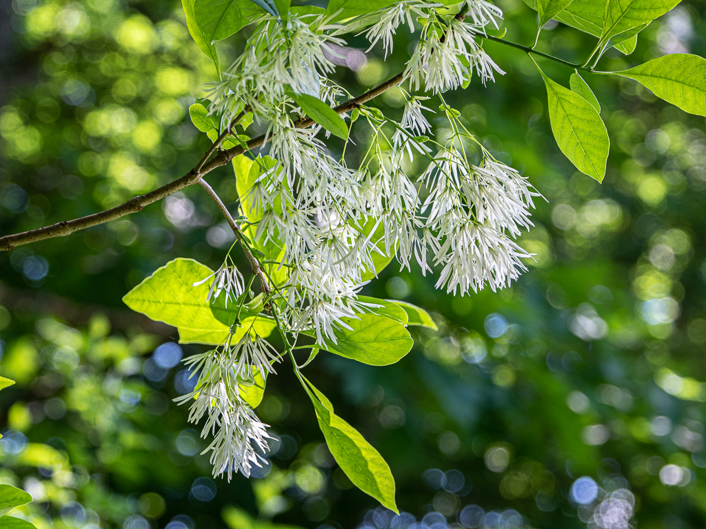 Chinese Fringe Tree