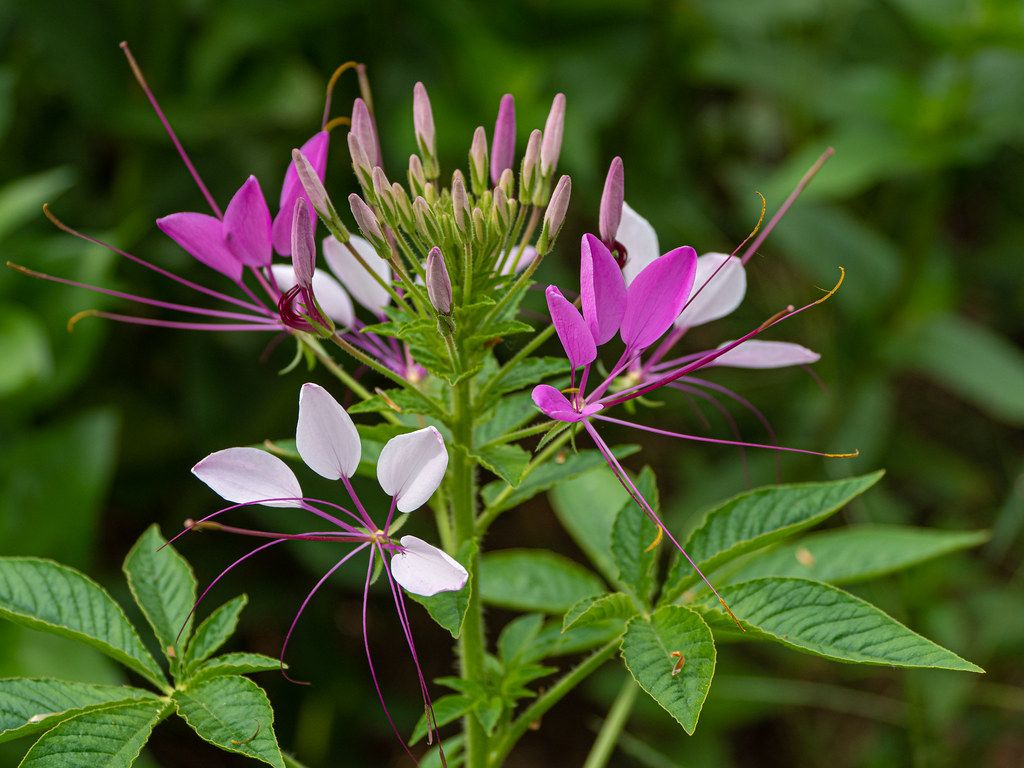 Cleome