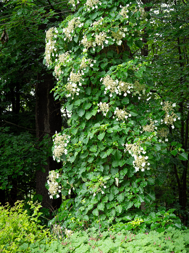 Climbing hydrangea