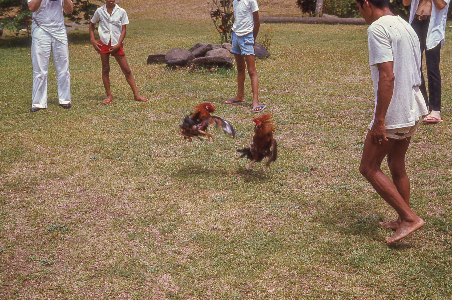 Cock Fight Cock Fight