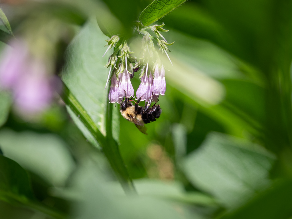 Bumblebee on a Comfrey Flower