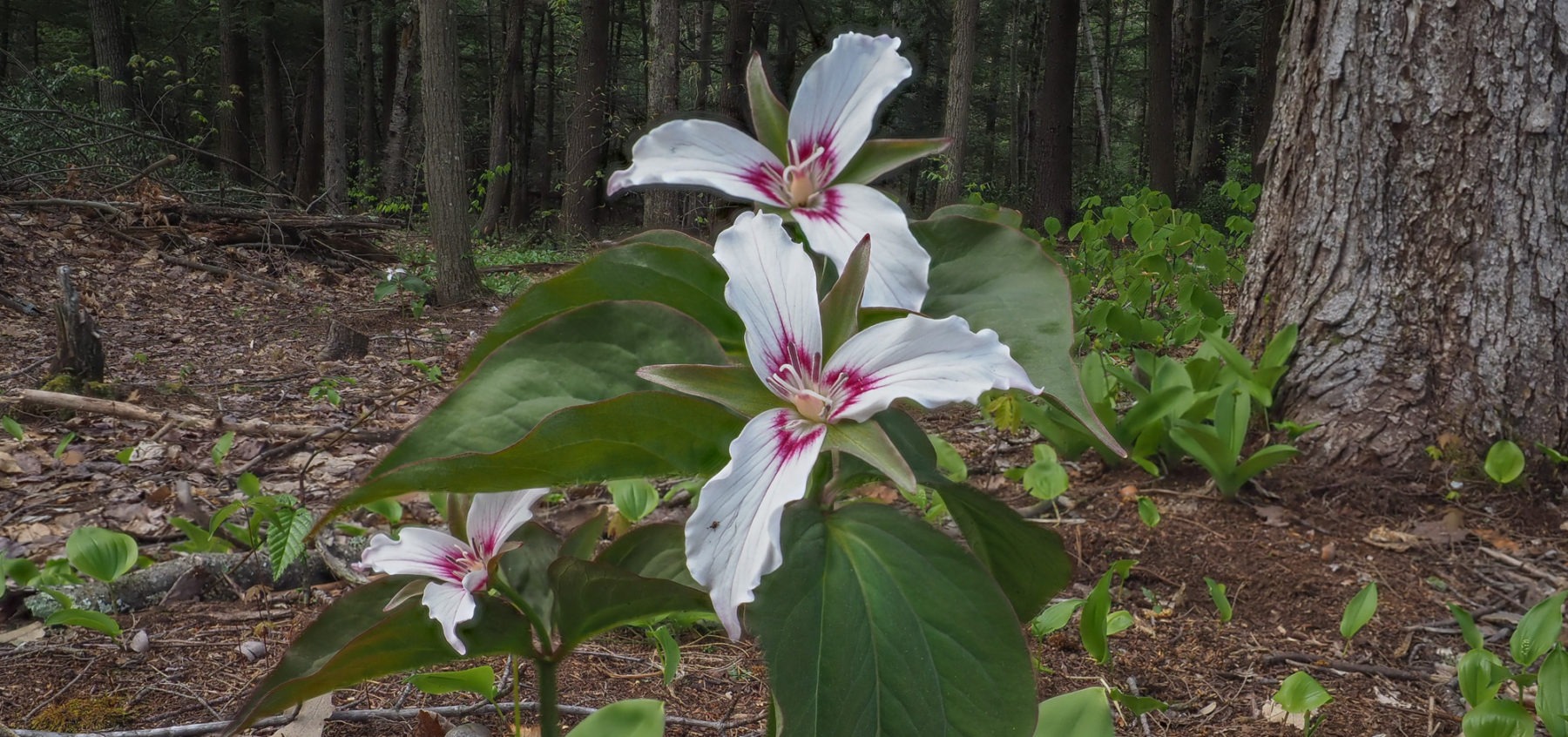 Painted Trillium Painted Trillium