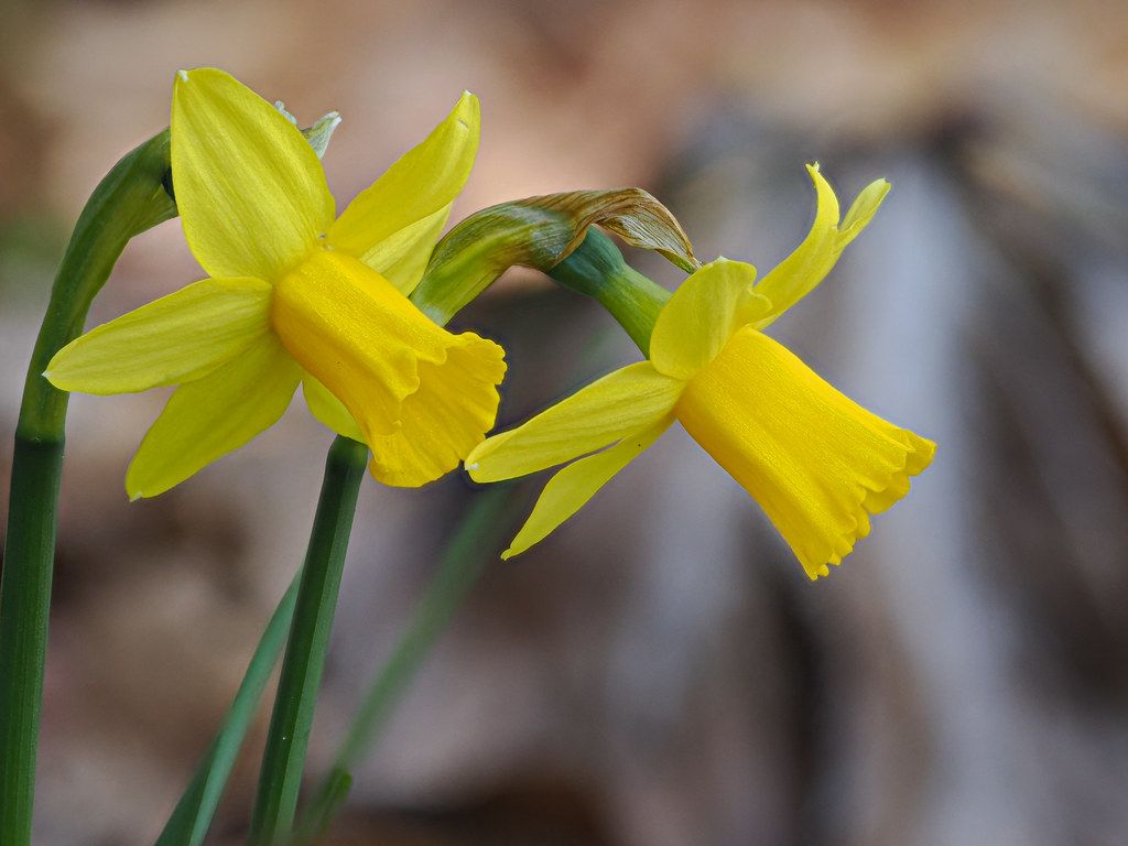 Daffodil