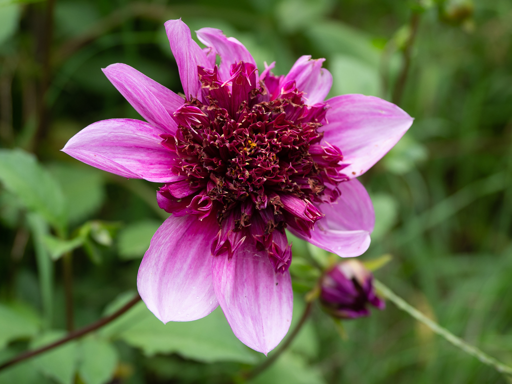 Dahlia