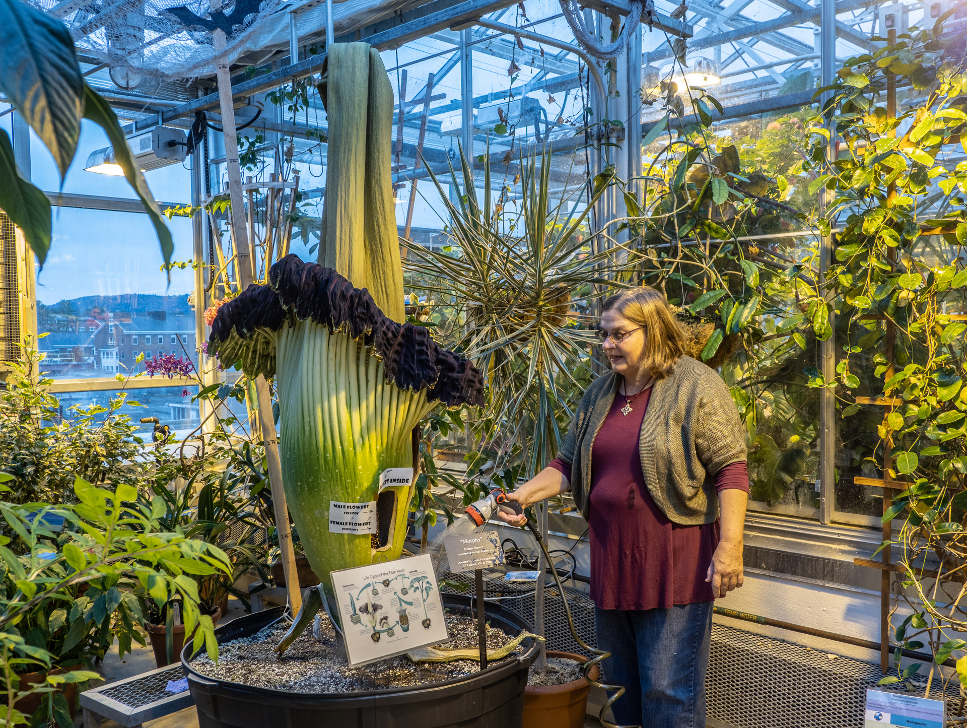 Morphy gets loving care at the Dartmouth Life Science greenhouse Morphy gets loving care at the Dartmouth Life Science greenhouse
