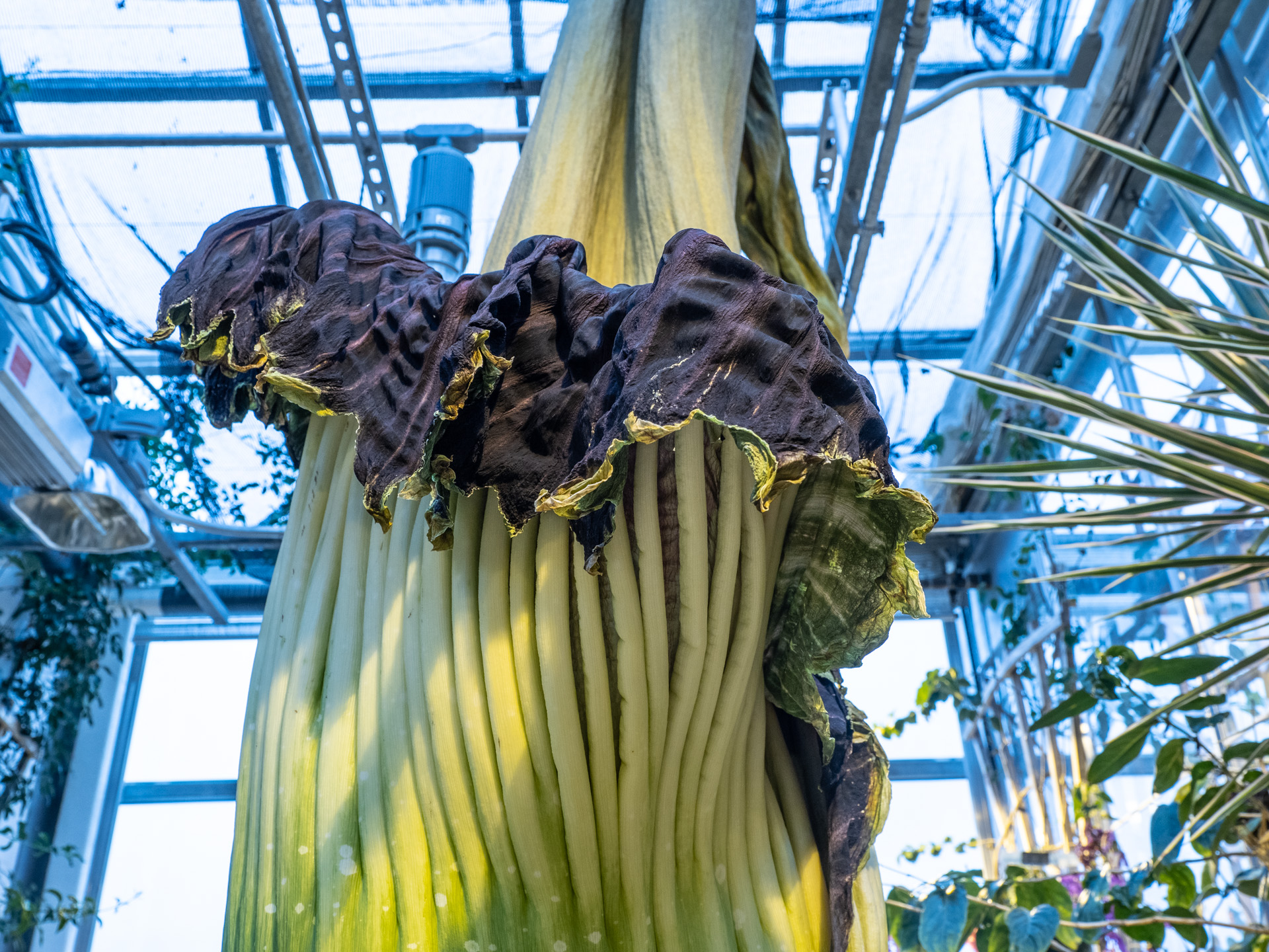 Morphy the Amorphallus titanum in bloom at the Dartmouth Life Science greenhouse Morphy the Amorphallus titanum in bloom at the Dartmouth Life Science greenhouse