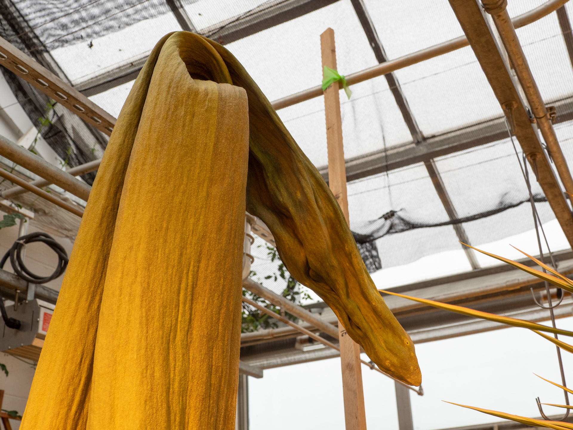 Spadix of the Amorphophallus titanum Spadix of the Amorphophallus titanum