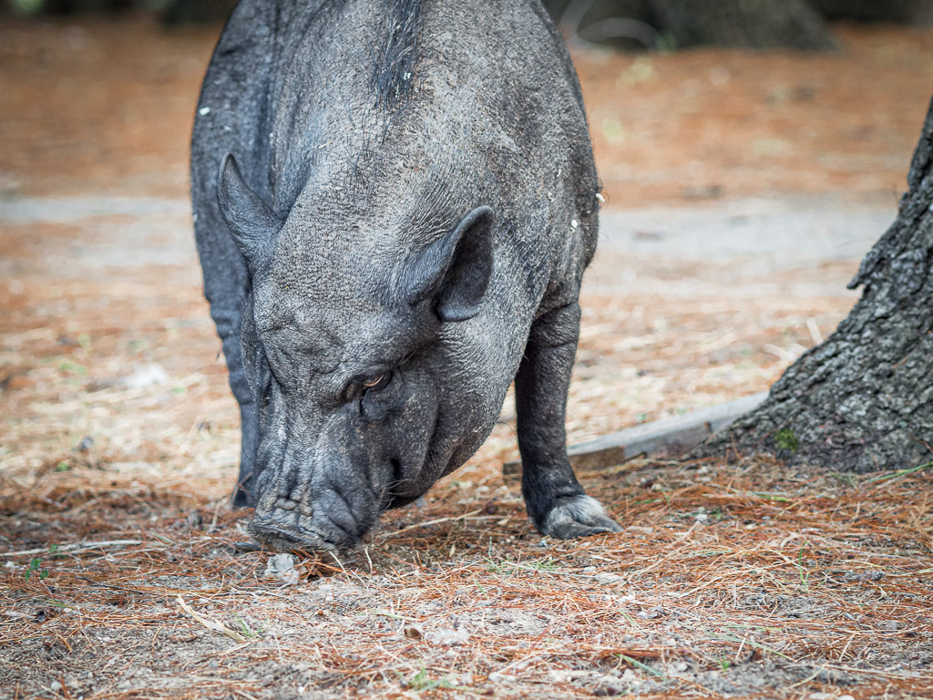 Vietnamese Pot-bellied Pig