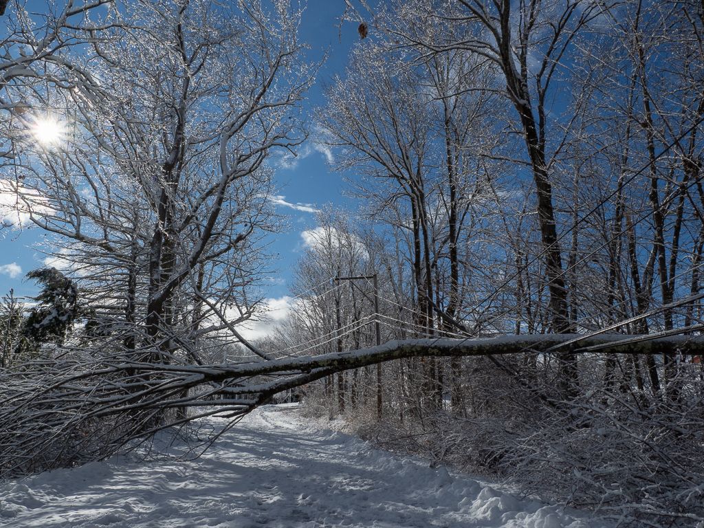 Tree on Wires