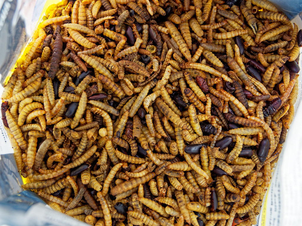 Dried larvae for birds