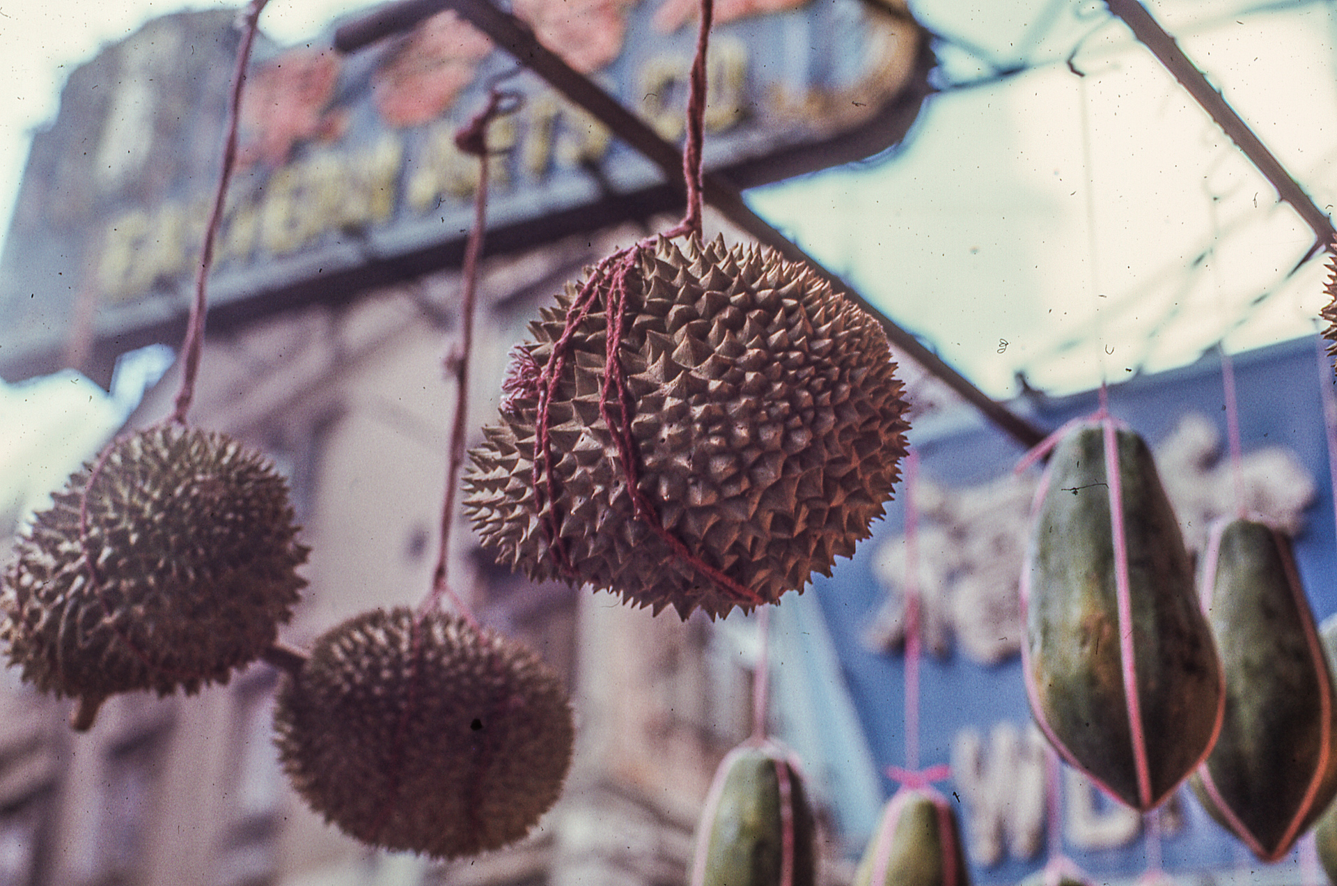 Durian fruit has an odor that is sometimes described as “turpentine and onions, garnished with a gym sock”