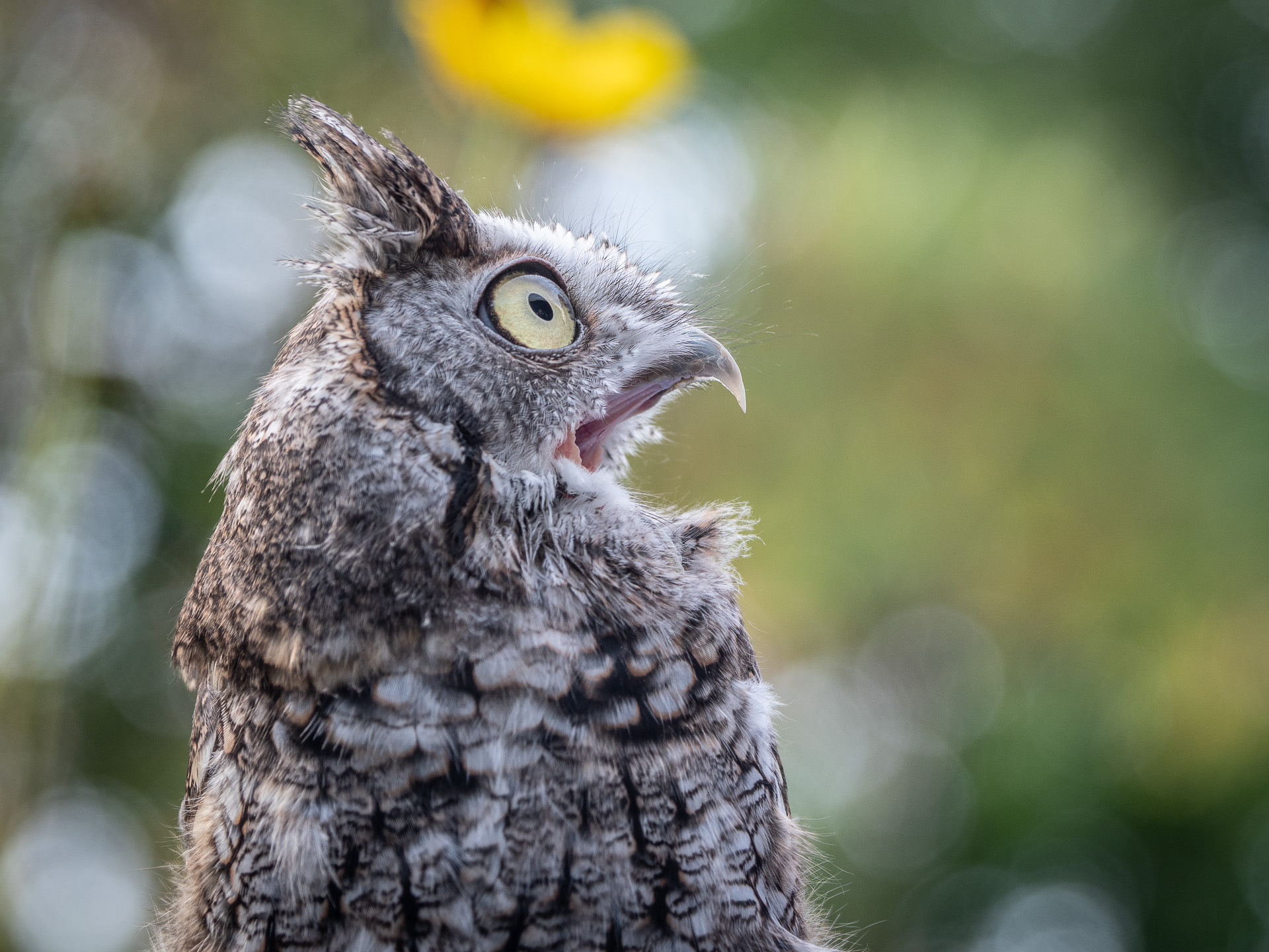 Eastern screech owl at the Beaver Brook Association Eastern screech owl at the Beaver Brook Association