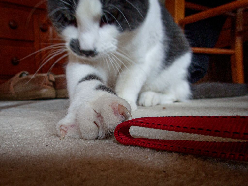 Cat claws