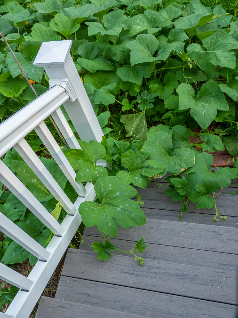 Encroaching Vines