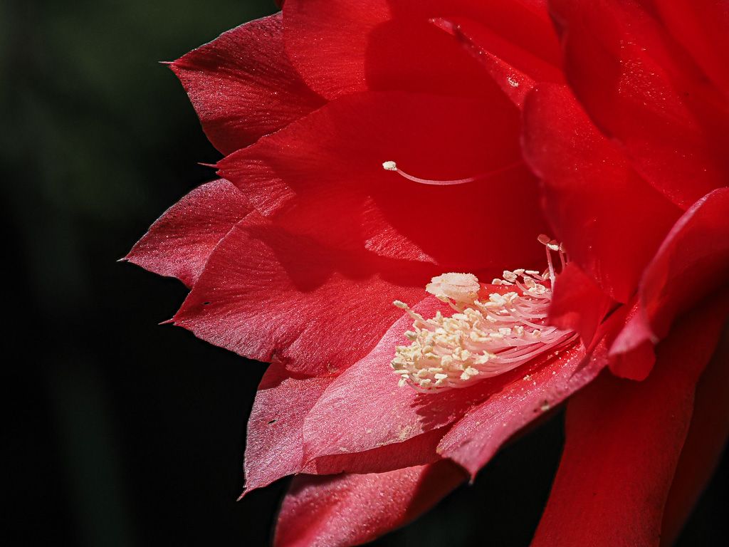 Epiphylum