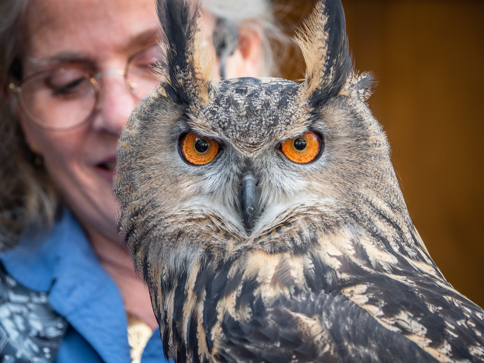 Eurasian eagle-owl
