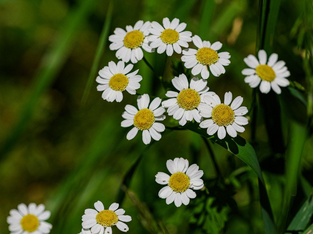 Feverfew