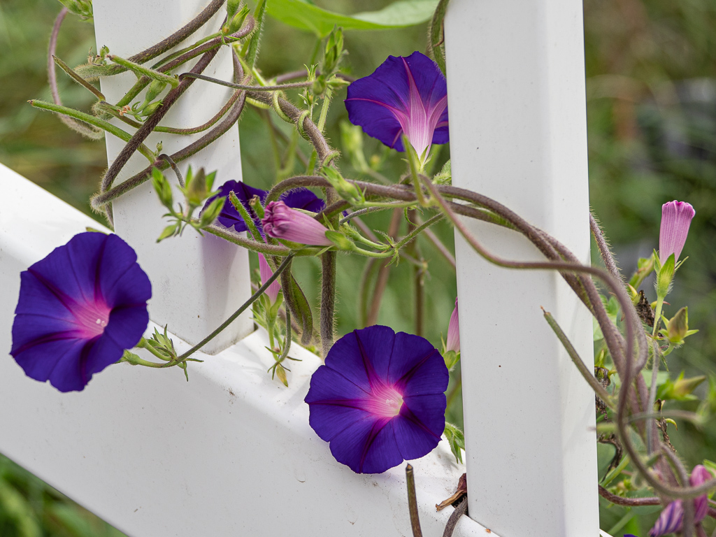 Purple Morning Glories