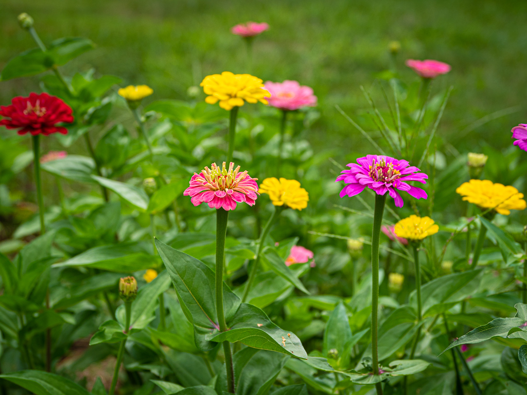 Zinnias