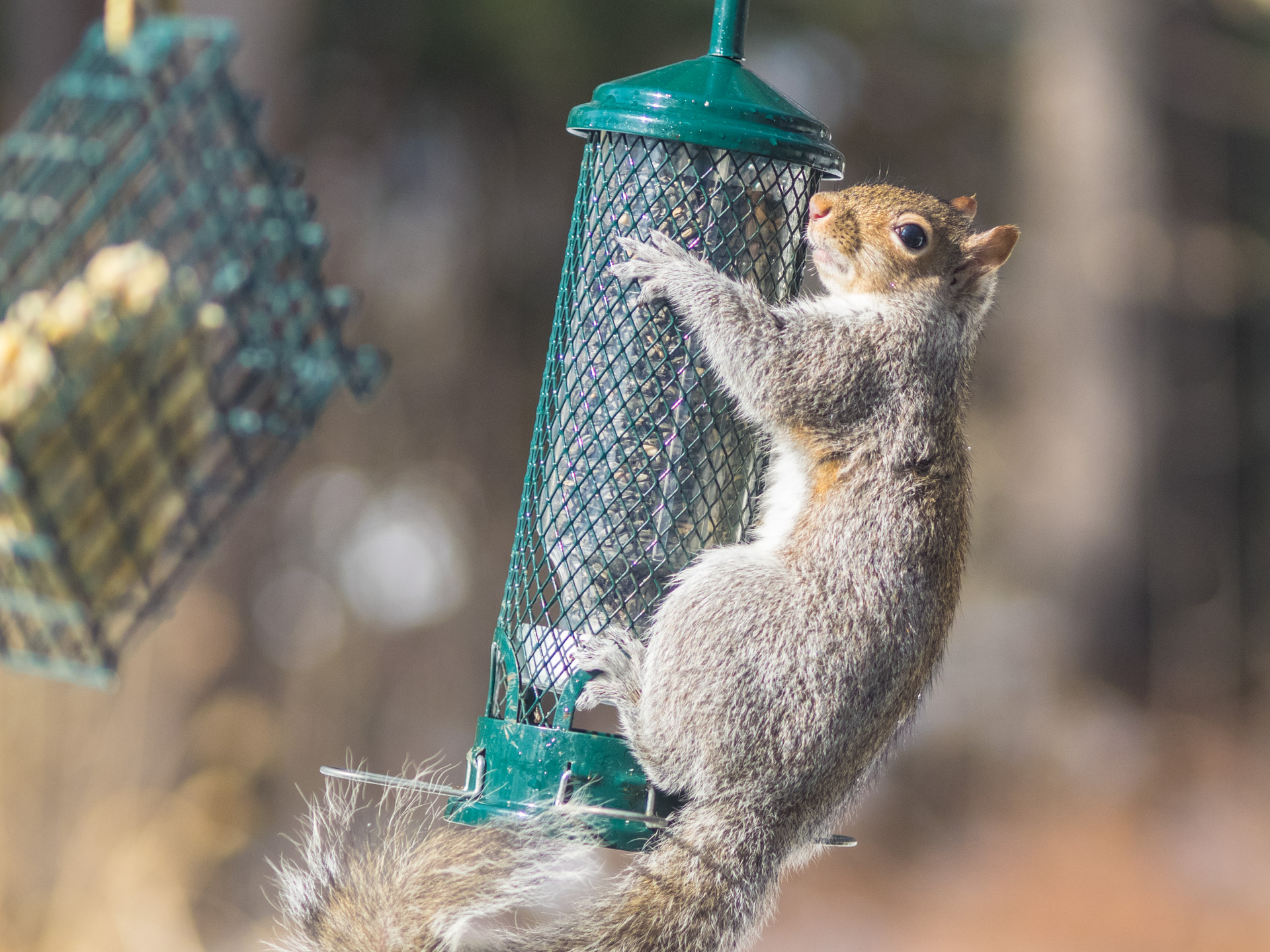 Mr. Squirrel
