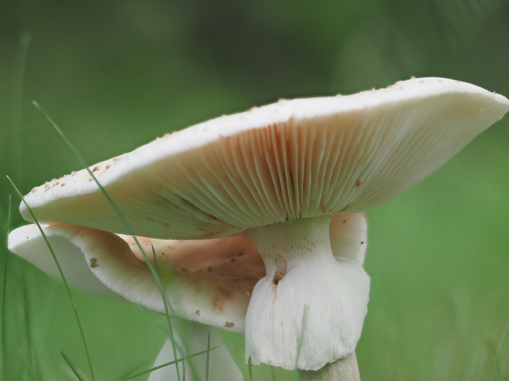 Gilled Mushroom