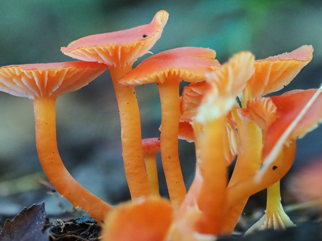 Scarlet Waxcap Mushroom (Hygrocybe coccinea)