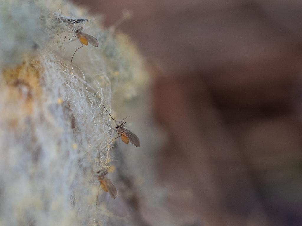 Dining on Fungi