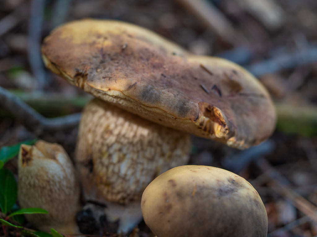 Toadstools