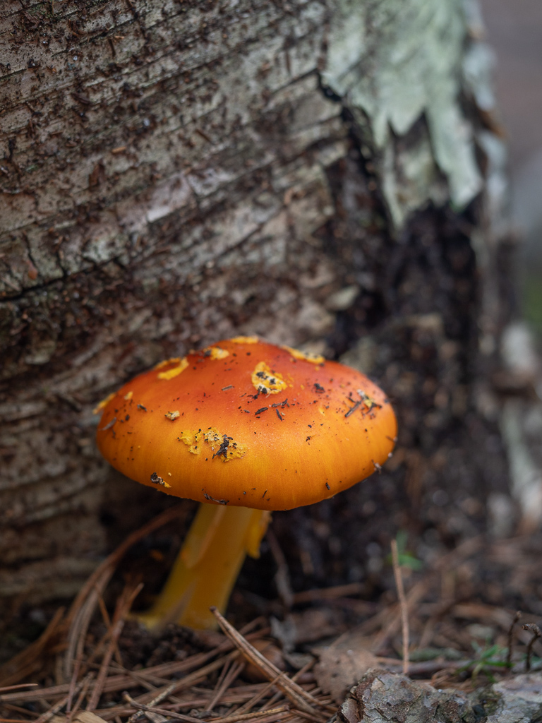 Unidentified Fungi