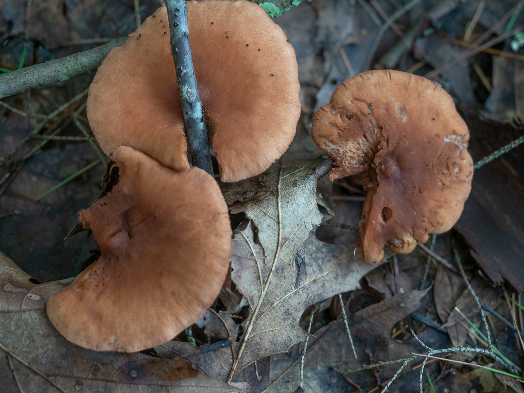 Fungi
