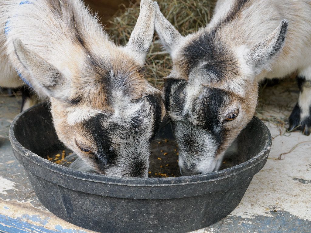 Goats