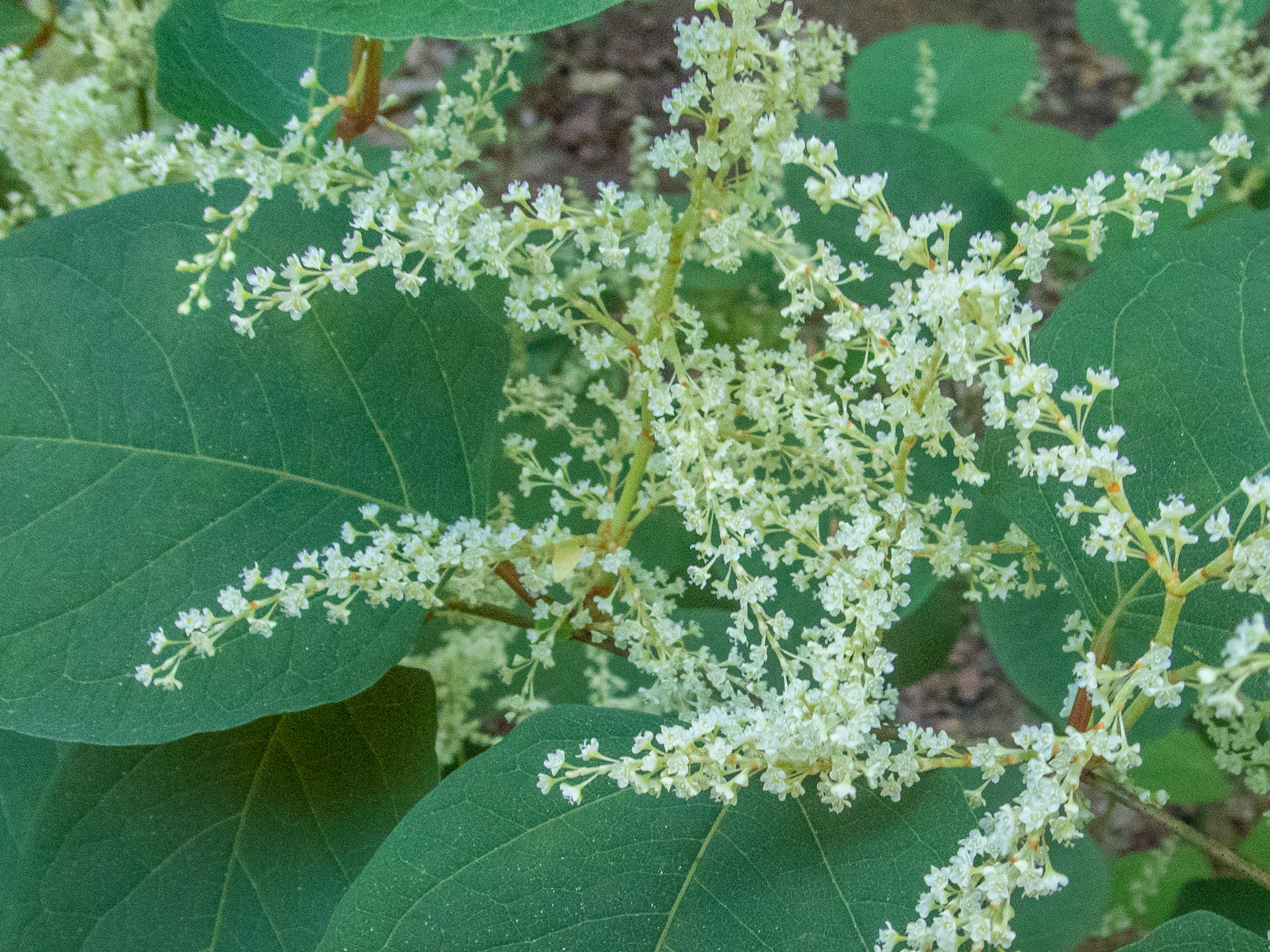 Fragrant Flowers on the Trail