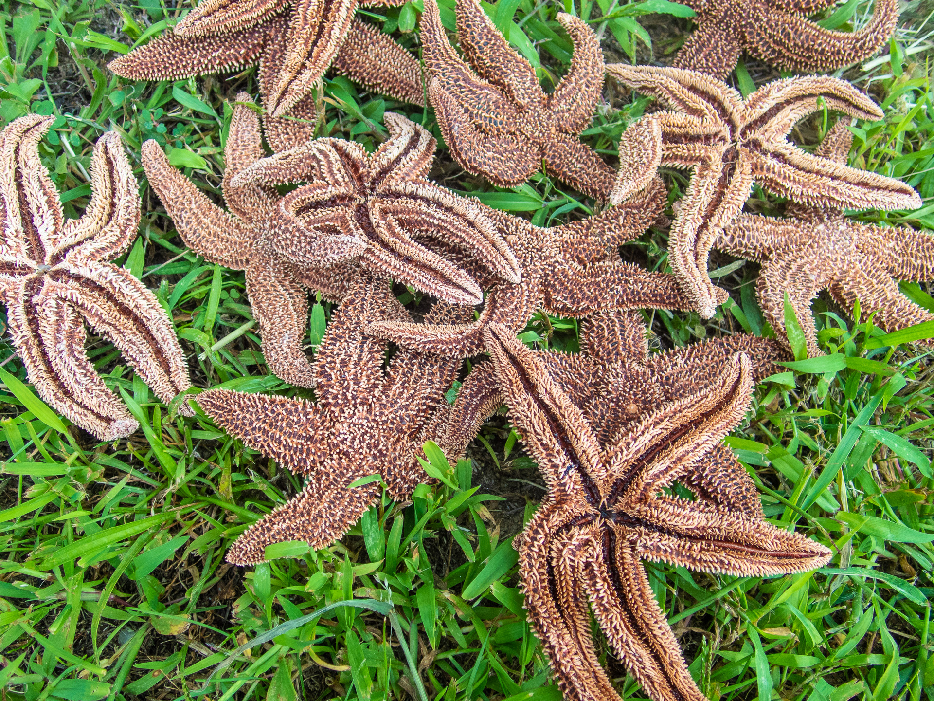 Starfish