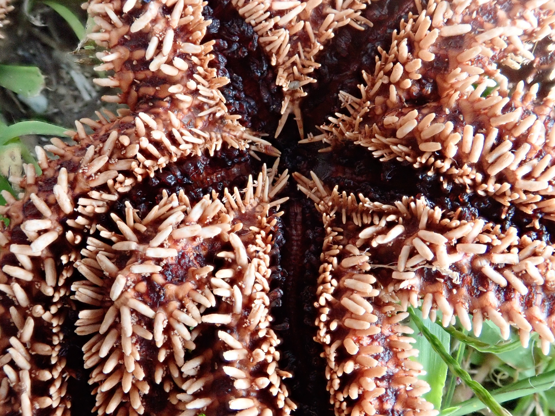 Starfish