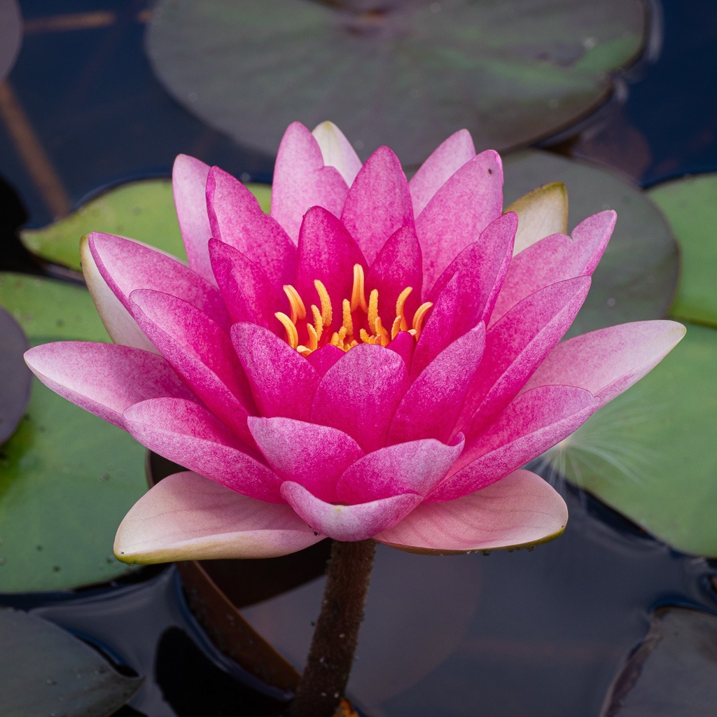 Pink Water Lily Water Lily
