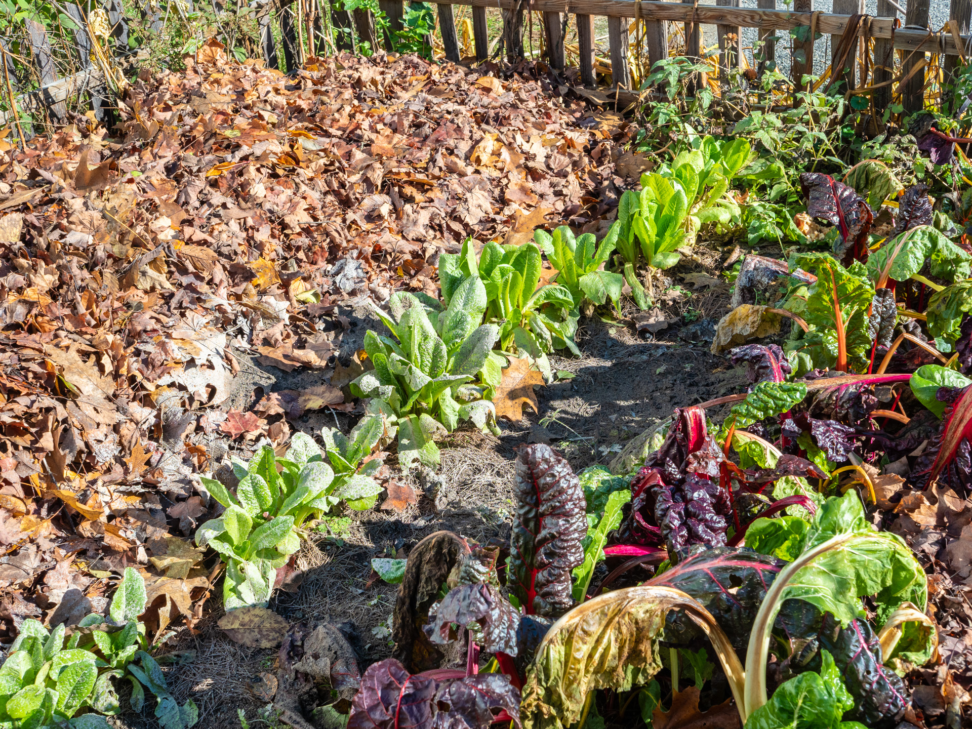 Some of the ingredients used in the cooking were grown at the Phoenix House garden