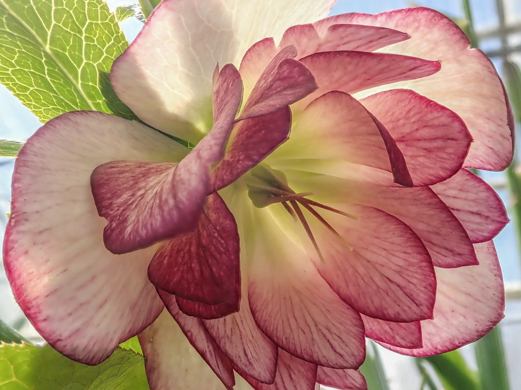 Hellebore Hellebore