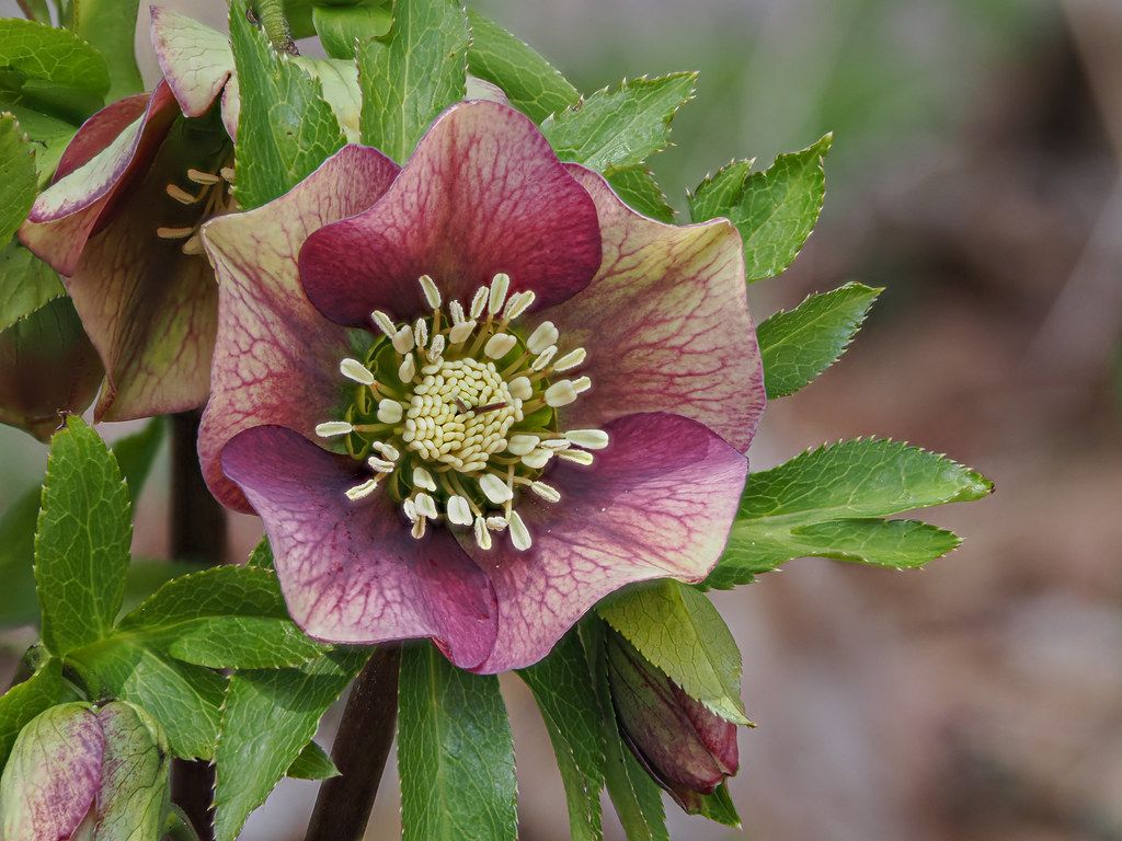 Helleborus