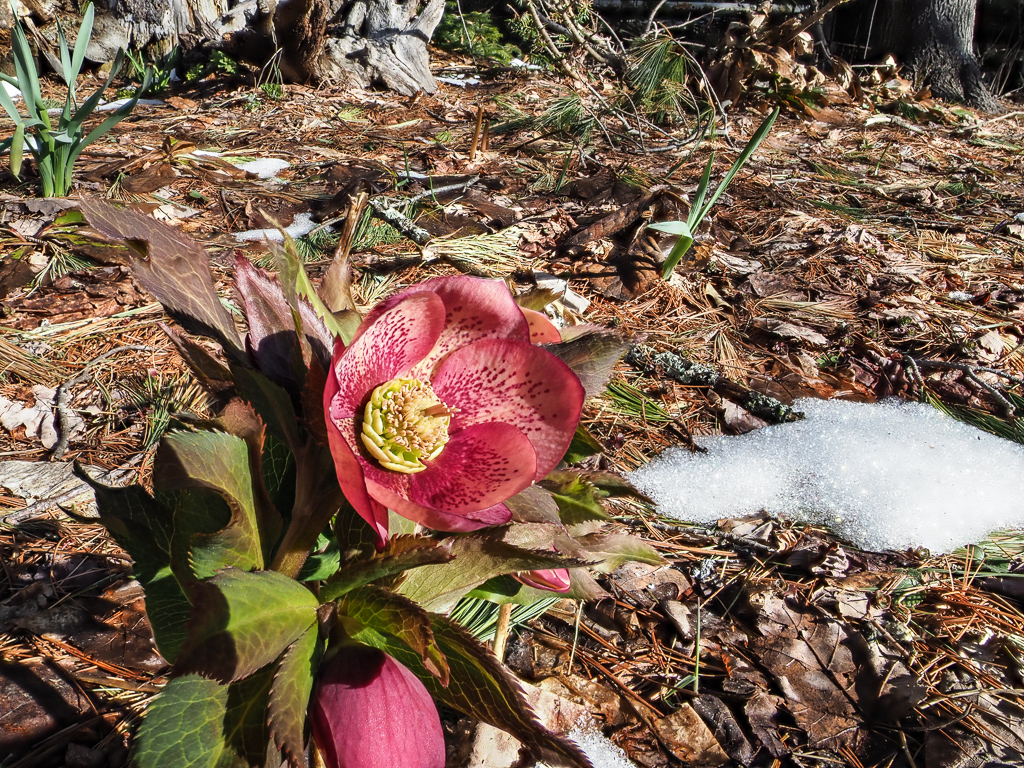 Lenten Rose (Helleborus orientalis)