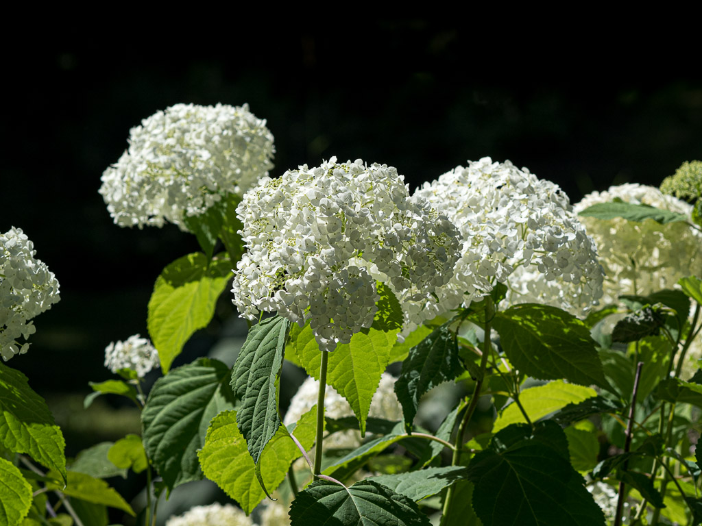 Incrediball Hydrangea