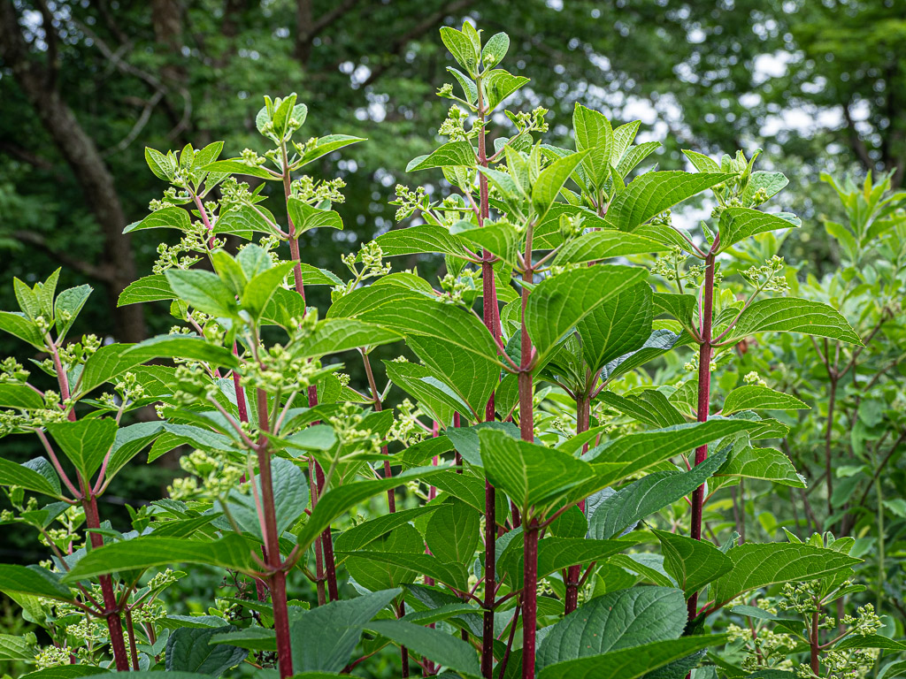 Hydrangea paniculata 'Pinky Winky'
