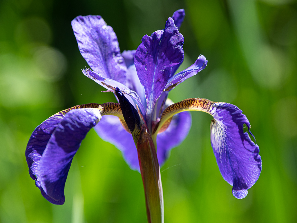 Iris