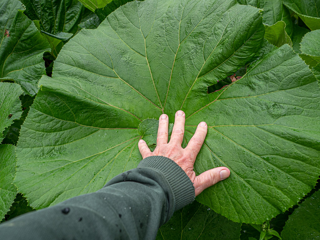 Japanese Butterbur Japanese Butterbur (Petasites japonicus)